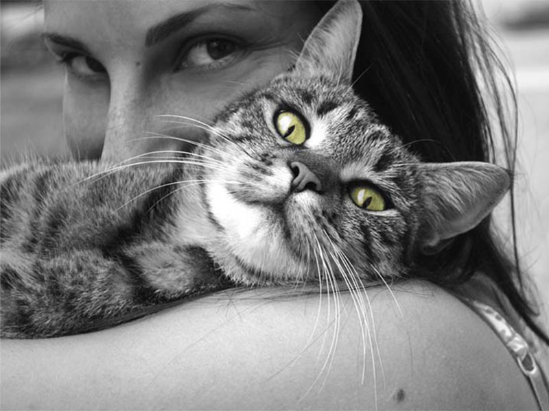 What is a good cuddle pet in India?